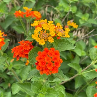 Profile Picture of Adrianne Boterf Fore (@adriannefore) on Instagram