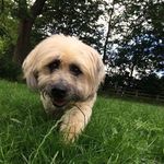 Profile Picture of Grizzly Taylor (@grizzly_taylor) on Instagram