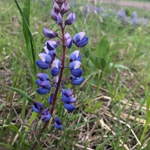 Profile Picture of Ben (@vroman_ben) on Twitter