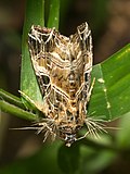 Profile Picture of Callopistriaon Wikipedia