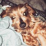 Profile Picture of Frankie Huff (@frankietheaustralianterrier) on Instagram