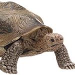 Profile Picture of BIG COLIN (@colin_alexander_turtle) on Instagram
