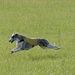 Profile Picture of Gail Boyd (@ableaimkennels) on Pinterest