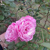 Profile Picture of Yaritza Sanchez (@yaritzasanchez5365) on Youtube