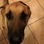 Profile Picture of Max Davison🐾 (@maxy_dav) on Instagram