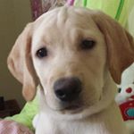 Profile Picture of Dan William (@dwflint1971) on Instagram