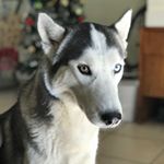 Profile Picture of Ruby Aerys Becerra (@rubythehusk) on Instagram
