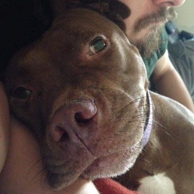 Profile Picture of Mitch Curtis (@hazybassist) on Twitter
