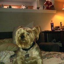 Profile Picture of Jared Forsythe (@badjared) on Twitter