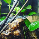 Profile Picture of Kyle Keck (@reptilekyle) on Instagram