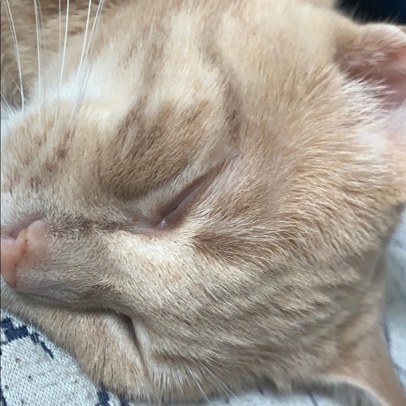 Profile Picture of Ariel Pichardo (@axp1127) on Poshmark