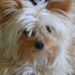 Profile Picture of Lenette Leonard (@ldleonard) on Pinterest