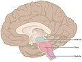 Profile Picture of Medulla oblongataon Wikipedia