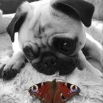 Profile Picture of ᗰᗩᗷᗴᒪ, ᗷᖇIᗩᑎ & ᑎIᘜᗴᒪ (@pug_a_frenchie_and_brian) on Instagram