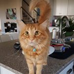 Profile Picture of Toby Oliver Tawde (@tater___t0t) on Instagram