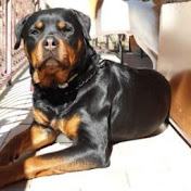 Profile Picture of Rosario Saccone (@rosariosaccone6002) on Youtube