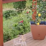 Profile Picture of Gerri Graham-Coote (@tootie55__) on Instagram