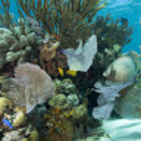 Profile Picture of Audrey Pearson (@audreypearso636) on Poshmark