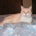 Profile Picture of Rebecca Huston (@dragontango) on Pinterest
