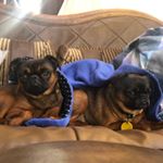 Profile Picture of Simba & Eric (@simba_eric.griffons) on Instagram