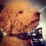 Profile Picture of Ruby Bridges Kerrigan Godsy (@roo_thedood) on Instagram