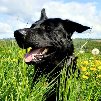 Profile Picture of Daniel Schröter (@DanielSchrter9) on Twitter