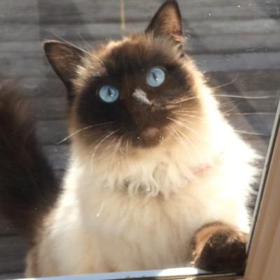 Profile Picture of Julia Critelli (@CritelliJulia) on Twitter