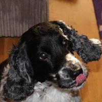 Fiona Craig - Quora Profile Picture of Fiona Craig (@fiona-craig-3) on Quora