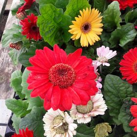 Jessica Nielsen - Pinterest Profile Picture of Jessica Nielsen (@VentingMommaof2) on Pinterest