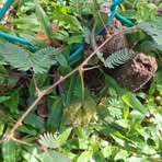 Profile Picture of Jacob Morris (@Jacob-Morris) on Facebook