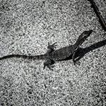 Profile Picture of adam_schreiner1 (@adam_schreiner1) on Instagram