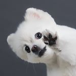 Profile Picture of 포메라니안 다지♥ (@dazi_1105) on Instagram