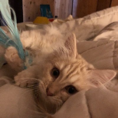 Profile Picture of Will Parham (@M_WilliamParham) on Twitter