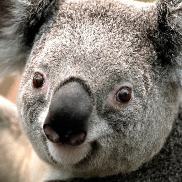 Profile Picture of Shelly Ann (@shellyann450) on Poshmark