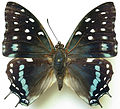Profile Picture of Charaxes etesipeon Wikipedia