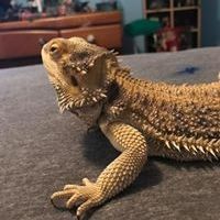 Profile Picture of Nicholas Bierman (@nickbierman08) on Pinterest