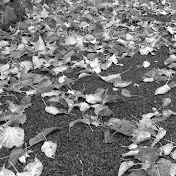 Profile Picture of Sam Farris (@samfarris5092) on Youtube