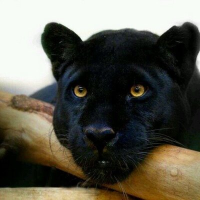 Profile Picture of Darryl Atkinson (@leopardcat2013) on Twitter