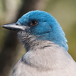 Profile Picture of Pvanthull (@pvanthull) on Flickr