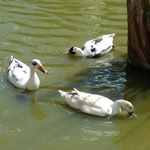 Profile Picture of Tami Gotshal (@tamiguyyael) on Instagram