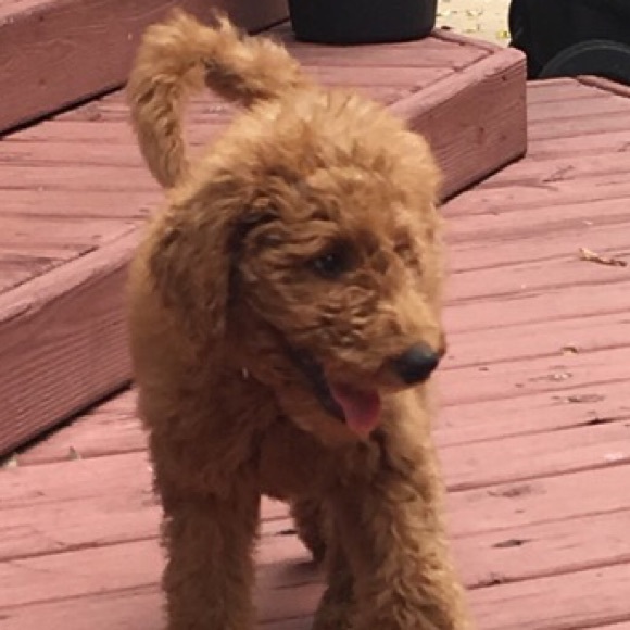 Profile Picture of Chris Mcclellan (@chrismc73) on Poshmark