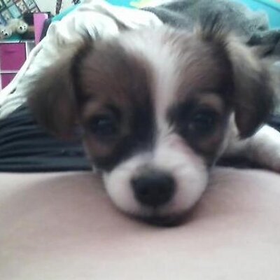 Profile Picture of Leila Albert (@LeilaAlbert4) on Twitter