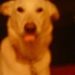 Profile Picture of Jesse Wheeler (@jessewheelin198) on Pinterest