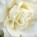 Profile Picture of Duncan Mitchell Finch (@duncan.mithell.3) on Facebook