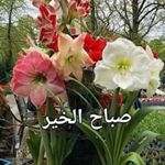 Profile Picture of سامر العساف (@samer_assaf12345) on Instagram