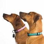 Profile Picture of Harper & Gus (@the_lazy_rhodesians) on Instagram