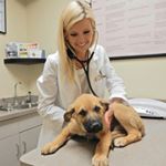 Profile Picture of Dogtor Brittany Shea Kennedy (@dr.brittanykennedy) on Instagram