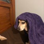 Profile Picture of Jared Content (@jared_content) on Instagram