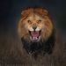 Profile Picture of Daniel Salyer (@dsalyer666) on Pinterest