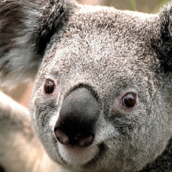 Profile Picture of Aaron Nelson (@airchizzle5) on Poshmark